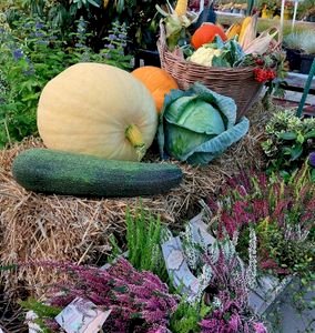 Barwy i smaki jesieni w Centrum Ogrodniczym Rolmarket!